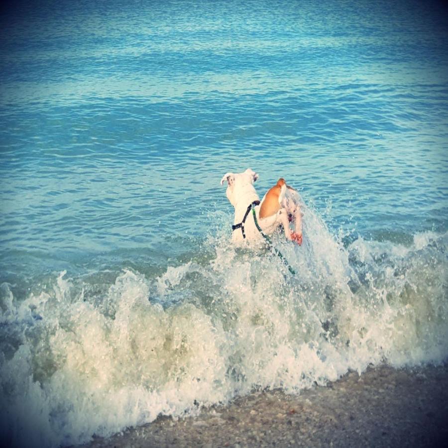 Pet Family Camping Cortina Hotel Senigallia Buitenkant foto